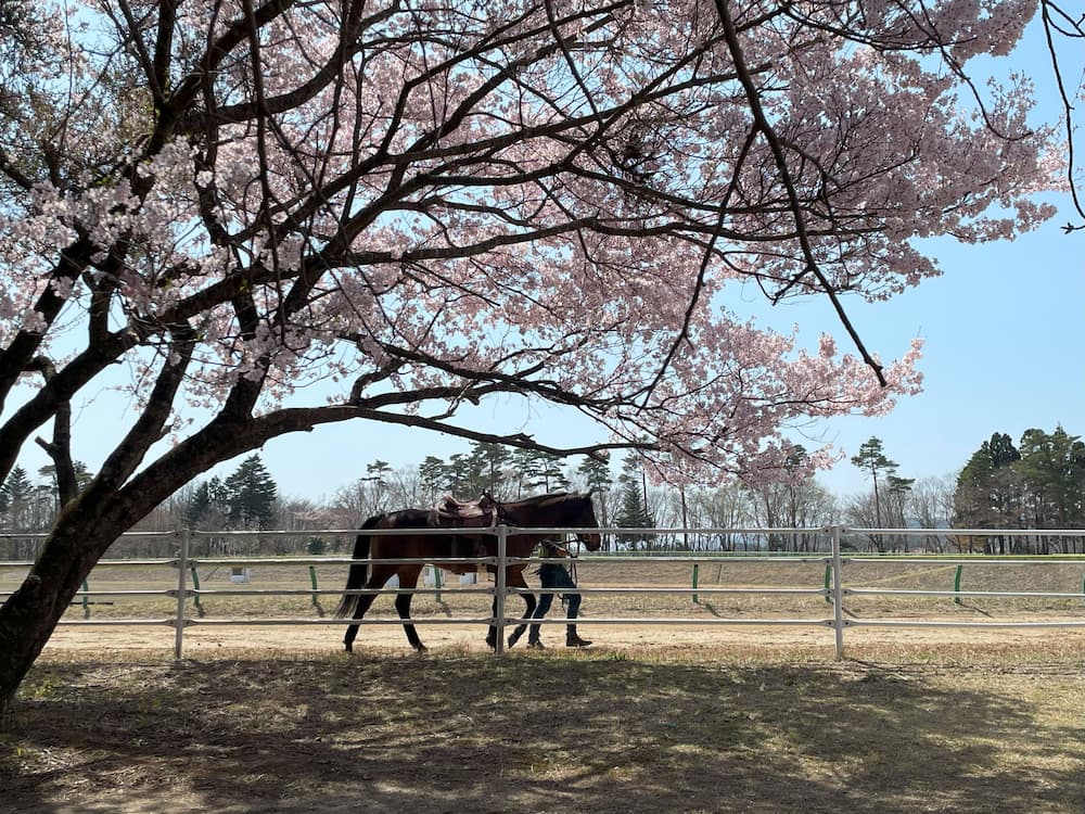 桜の花